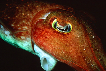 Reef cuttlefish (Sepia sp.) at night, Madang, Papua New Guinea, Solomon Sea, Pacific 