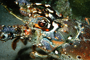 Caribbean spiny lobster (Panullirus argus), Looe Key, Key Largo, Florida, United States of America, North America