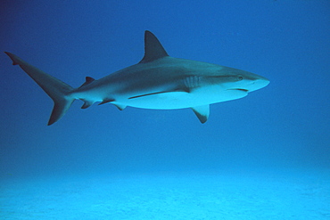 Caribbean reef shark (Carcharhinus perezi). Freeport, Bahamas, Caribbean, Central America