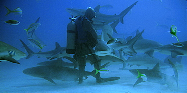 Diver feeding caribbean reef sharks (Carcharhinus perezi), Freeport, Bahamas, Caribbean, Central America