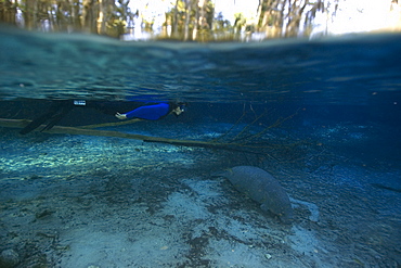 Free diver observes Florida manatee (Trichechus manatus latirostrus), Crystal River, Florida, United States of America, North America