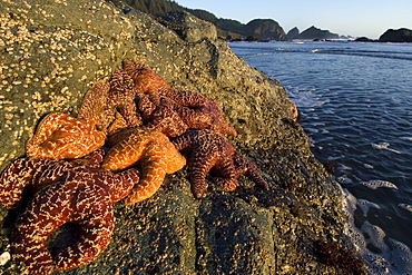 Purple ochre sea star (Pisaster ochraceus), in tidepool, Oregon coast, United States of America, North America