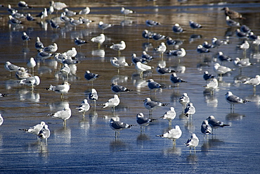 Seagulls (Larus sp), Crescent City, California, United States of America, North America