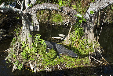 Alligators (Alligator mississippiensis), Everglades National Park, Florida, United States of America, North America