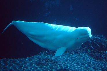 Beluga whale (Delphinapterus leucas), San Diego, California, United States of America, North America