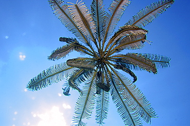 Feather star swimming in mid-water under sun, Dumaguete, Negros, Philippines, Southeast Asia, Asia