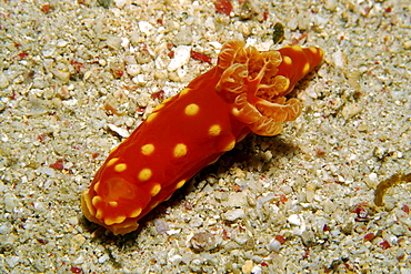 Nudibranch (Gymnodoris aurita), locally endemic to La Laguna beach, Puerto Galera, Mindoro, Philippines, Southeast Asia, Asia