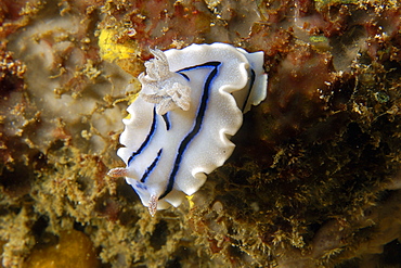 Nudibranch (Chromodoris willani) at night, Puerto Galera, Mindoro, Philippines, Southeast Asia, Asia