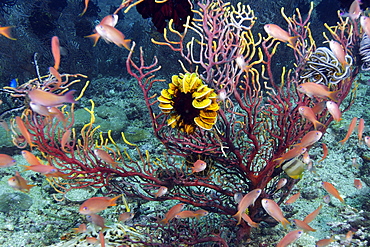 Feather star on sea fan and scalefin anthias (Pseudanthias squamipinnis), Kilima steps, Puerto Galera, Mindoro, Philippines, Southeast Asia, Asia