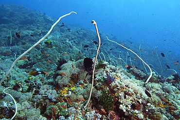 Whip corals (Junceella fragilis), Puerto Galera, Mindoro, Philippines, Southeast Asia, Asia