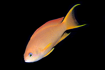 Female scalefin anthias (Pseudanthias squamipinnis), Monkey beach, Puerto Galera, Mindoro, Philippines, Southeast Asia, Asia