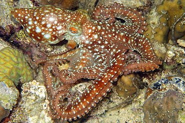 Starry night octopus (Octopus luteus) foraging on coral reef at night, Malapascua, Cebu, Philippines, Visayan Sea, Southeast Asia, Asia