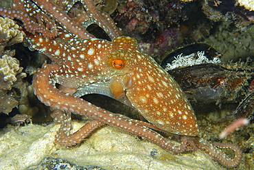 Starry night octopus (Octopus luteus) foraging on coral reef at night, Malapascua, Cebu, Philippines, Visayan Sea, Southeast Asia, Asia