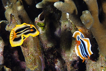 Dorid nudibranches (Chromodoris spp.), Lapus Lapus Island marine park, Malapascua, Cebu, Philippines, Southeast Asia, Asia