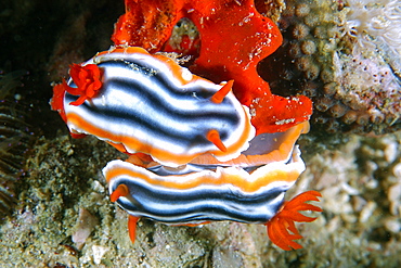 Pair of nudibranches (Chromodoris quadricolor), on sponge, Lapus Lapus Island,  Malapascua, Cebu, Philippines, Southeast Asia, Asia