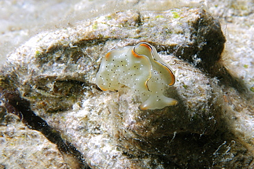 Sap-sucking sea slug (Elysia ornata), Malapascua, Cebu, Philippines, Southeast Asia, Asia