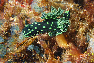 Nudibranch (Nembrotha cristata), Gato Island, Cebu, Philippines, Southeast Asia, Asia