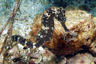 Common seahorse (Hippocampus taeniopterus),  Malapascua, Northern Cebu, Philippines, Visayan Sea, Southeast Asia, Asia