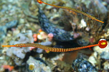 Pair of orange banded pipefish (Doryrhamphus pessuliferus), Gato Island, Cebu, Philippines, Southeast Asia, Asia