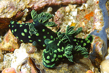 Pair of nudibranches (Nembrotha cristata), Gato Island, Cebu, Philippines, Southeast Asia, Asia