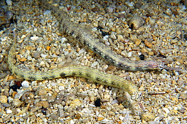 Pair of network pipefish (Corythoichthys flavofasciatus), Malapascua, Northern Cebu, Philippines, Visayan Sea, Southeast Asia, Asia