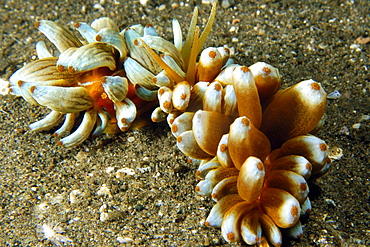 Aeolid nudibranches (Phyllodesmium kabiranum) interacting, Dumaguete, Negros Island, Philippines, Southeast Asia, Asia