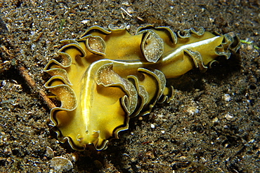 Polyclad flatworm (Pseudobiceros flowersi), Dumaguete, Negros, Philippines, Southeast Asia, Asia