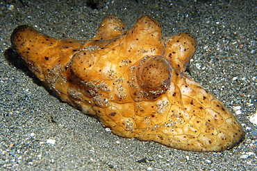 Lamellarid snail (Coriocella spp.), Dumaguete, Negros, Philippines, Southeast Asia, Asia