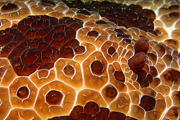 Pleurobranch slug (Pleurobranchus grandis) at night, Dumaguete, Negros, Philippines, Southeast Asia, Asia