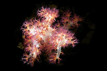 Soft coral (Dendronephthya sp.), Dumaguete, Negros Island, Philippines, Southeast Asia, Asia