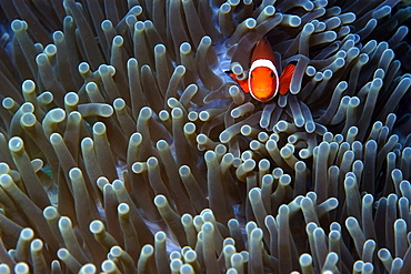 False clown anemone fish (Amphiprion ocellaris), Dauin, Dumaguete, Negros, Philippines, Southeast Asia, Asia