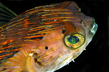 Black-blotched porcupinefish (Diodon liturosus), Dumaguete, Negros Island, Philippines, Southeast Asia, Asia