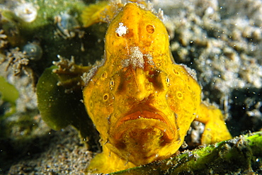 Painted frogfish (Antennarius pictus), head detail, Masaplod, Dumaguete, Negros Island, Philippines, Southeast Asia, Asia