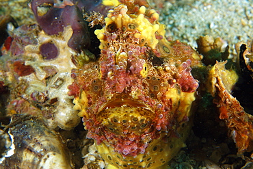 Warty frogfish (Antennarius maculatus), head detail, Gato Island, Northern Cebu, Philippines, Visayan Sea, Southeast Asia, Asia