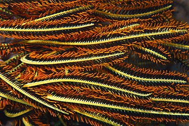 Feather star (Oxycomanthus bennetti), Dauin, Dumaguete, Negros Island, Philippines, Southeast Asia, Asia