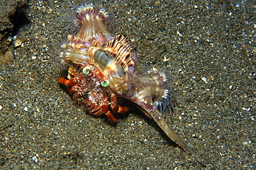 Anemone hermit crab (Dardanus pedunculatus), Dumaguete, Negros Island, Philippines, Southeast Asia, Asia