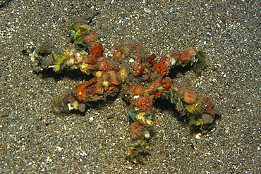 Colorful decorator crab (Camposcia retusa) at night, Dumaguete, Negros Island, Philippines, Southeast Asia, Asia