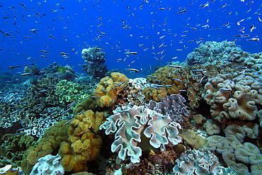 Juvenile fish hover over coral reef, Rocky Point, Apo island Marine Reserve, Philippines, Southeast Asia, Asia