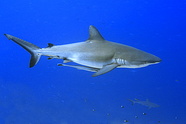 Grey reef shark (Carcharhinus amblyrhynchos), with remora (Echeneis naucrates), Blue corner, Palau, Caroline Islands, Micronesia, Pacific Ocean, Pacific