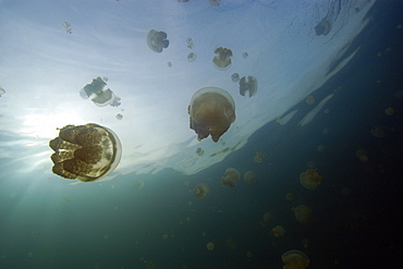 Stingless jellyfish (Mastigias sp.), Jellyfish Lake, Palau, Caroline Islands, Micronesia, Pacific Ocean, Pacific