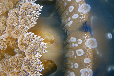 Skin detail, Jellyfish (Mastigias sp.), Palau, Caroline Islands, Micronesia, Pacific Ocean, Pacific