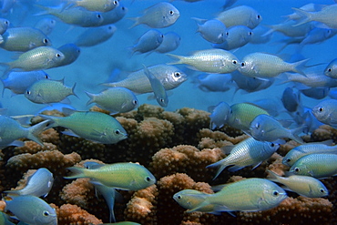 Blue-green chromis (Chromis viridis), Rongelap, Marshall Islands, Micronesia, Pacific