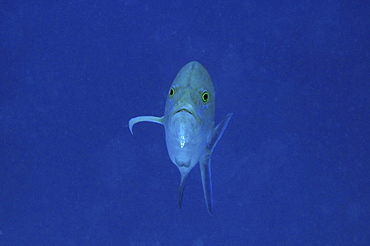 Bluefin trevally (Caranx melampygus), Ailuk atoll, Marshall Islands, Pacific