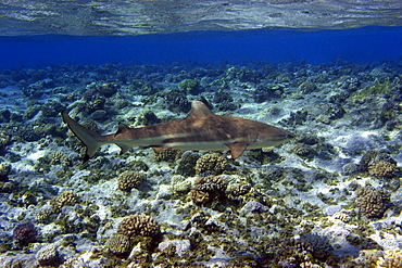 Blacktip reef shark (Carcharhinus melanopterus), Ailuk atoll, Marshall Islands, Pacific