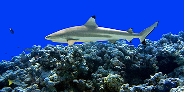 Blacktip reef shark (Carcharhinus melanopterus), Ailuk atoll, Marshall Islands, Pacific