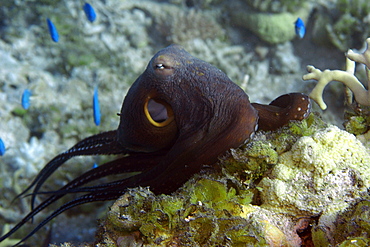 Reef octopus (Octopus cyanea), crawling over reef, Ailuk atoll, Marshall Islands, Pacific