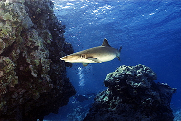 Whitetip reef shark (Triaenodon obesus), Ailuk atoll, Marshall Islands, Pacific