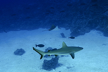 Gray reef shark (Carcharhinus amblyrhynchos) and spotted eagle ray (Aetobatus narinari), Namu Atoll, Marshall Islands, Pacific