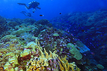 Scientific divers conducting a survey on a highly diverse coral reef, Namu atoll, Marshall Islands, Pacific