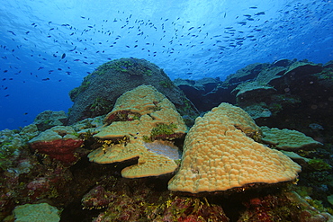 Lobe coral (Porites sp.), Namu atoll, Marshall Islands, Pacific